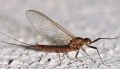 Electrogena lateralis